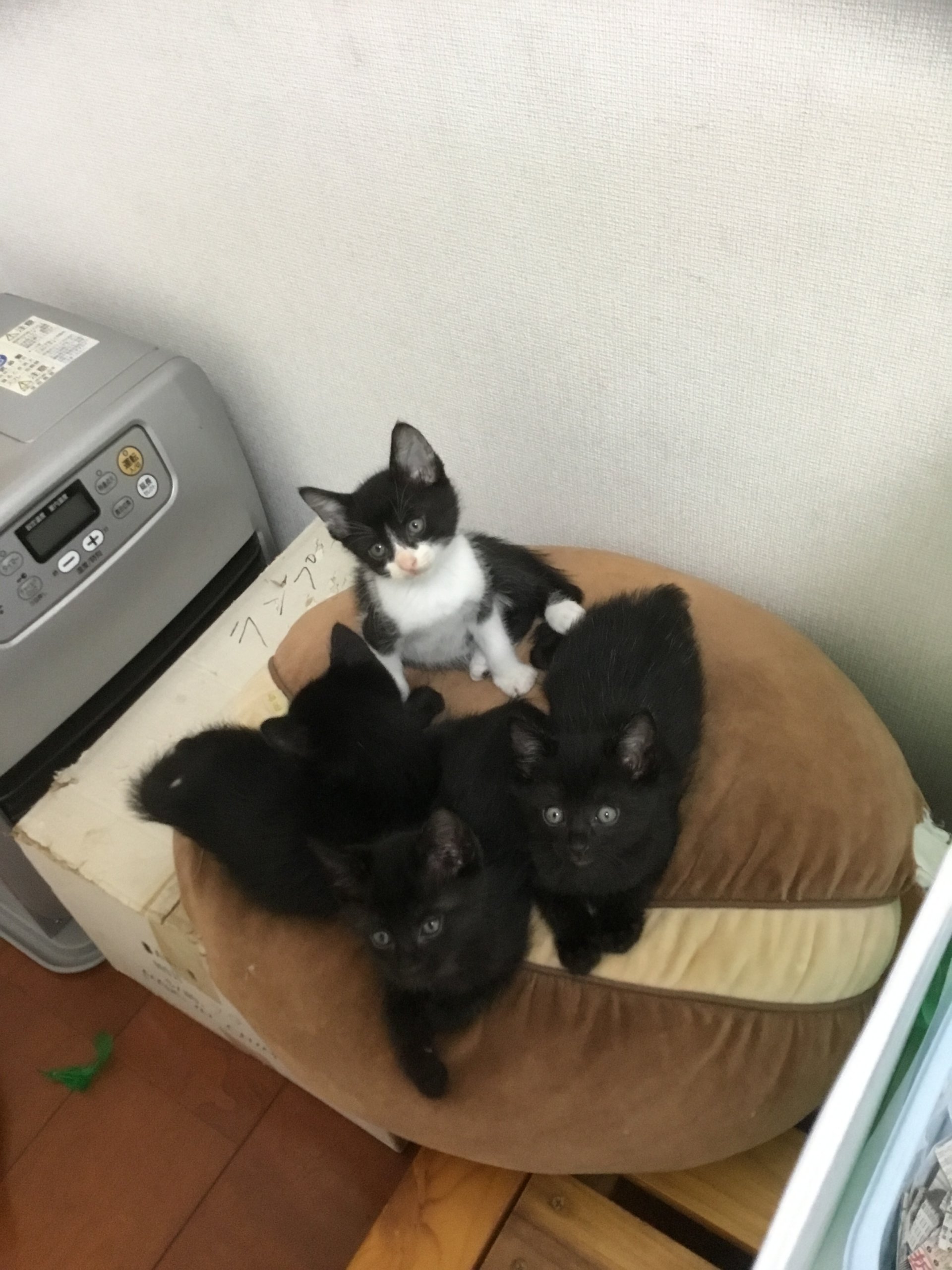 生後2ヶ月前後の兄弟猫