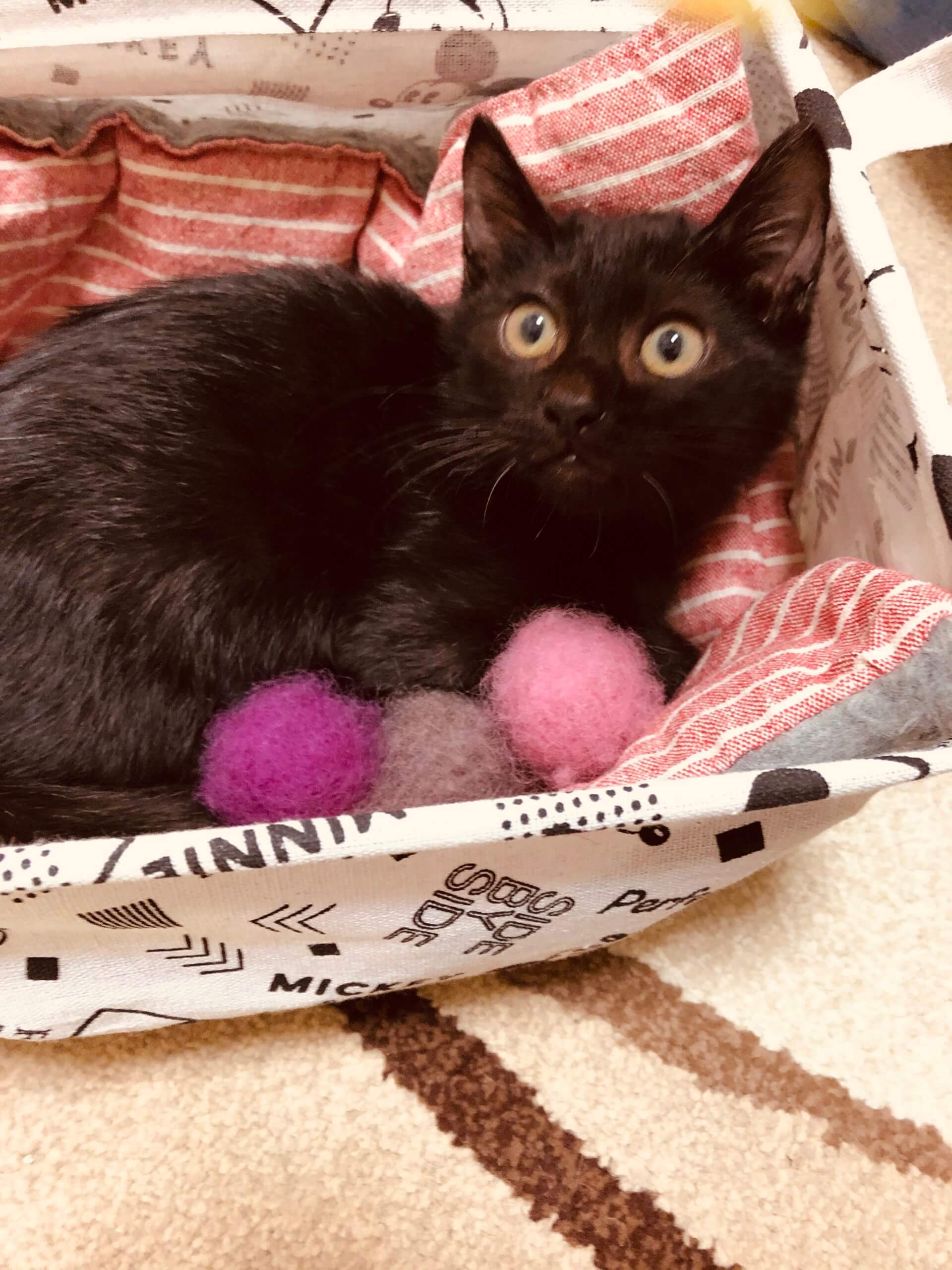 ☆ 黒猫銀ちゃん、ご縁待ってます　☆