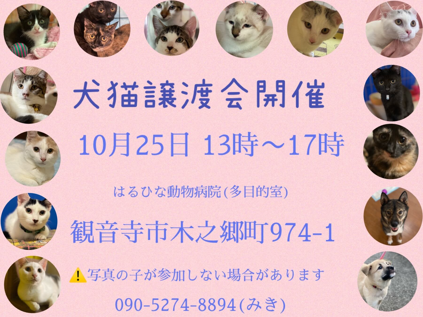 香川 犬猫譲渡会開催！