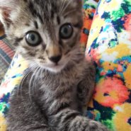 ピーピーピーちゃん