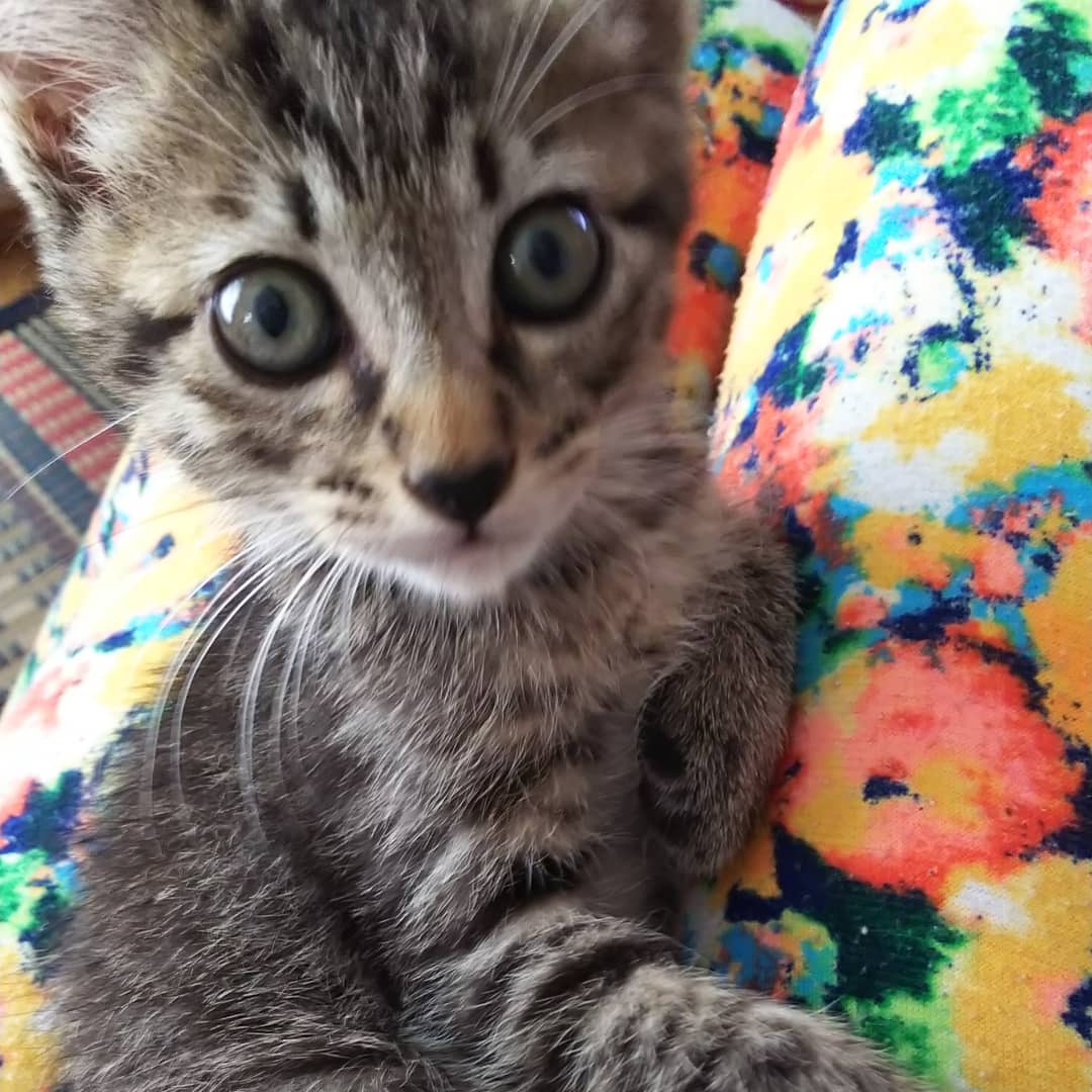 ピーピーピーちゃん