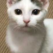 ハチワレのサバトラ白多め　4か月くらいの女の子　