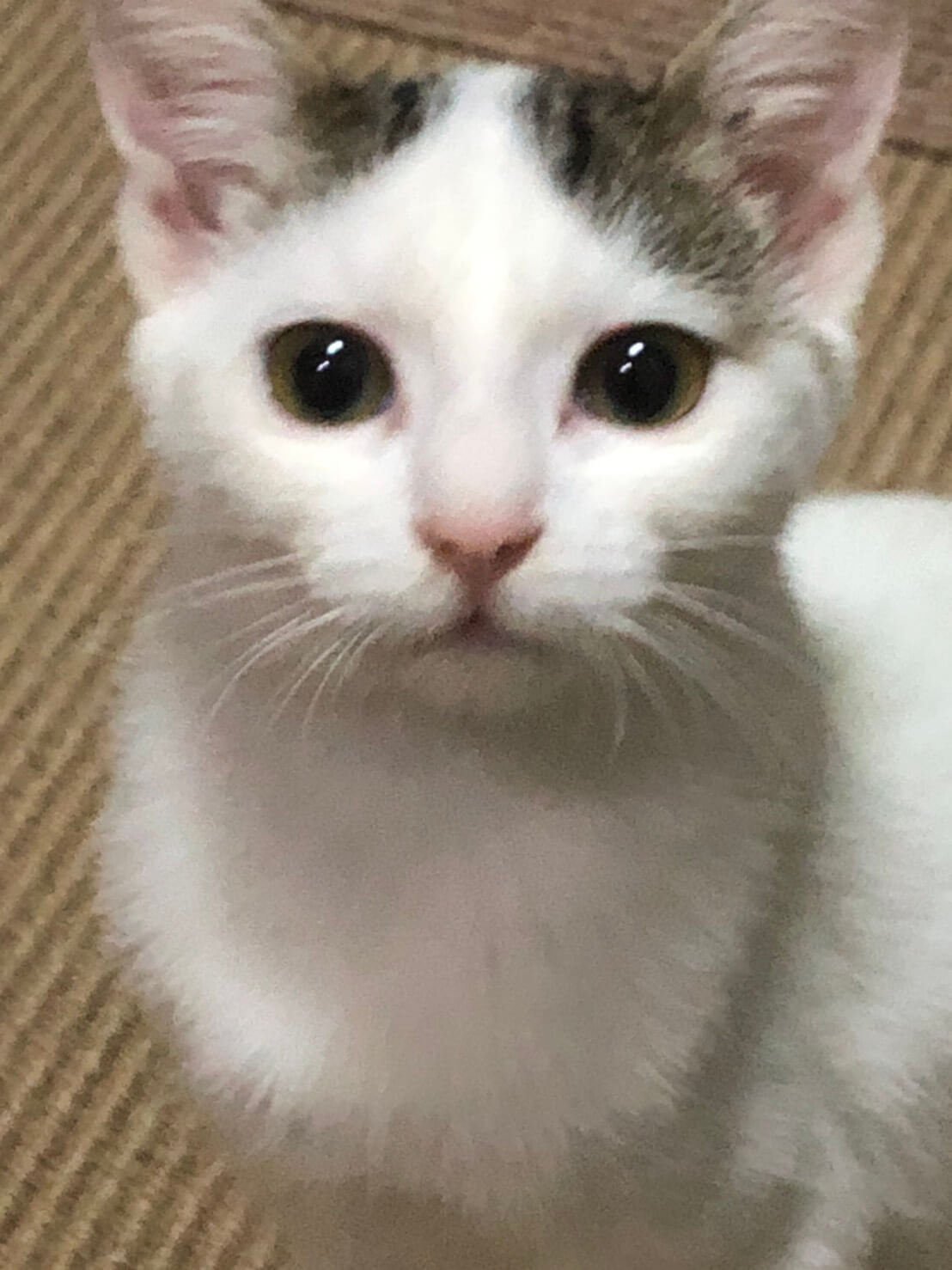 ハチワレのサバトラ白多め　4か月くらいの女の子　