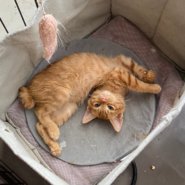 【保護猫】なずな推定8ヶ月♂茶トラ