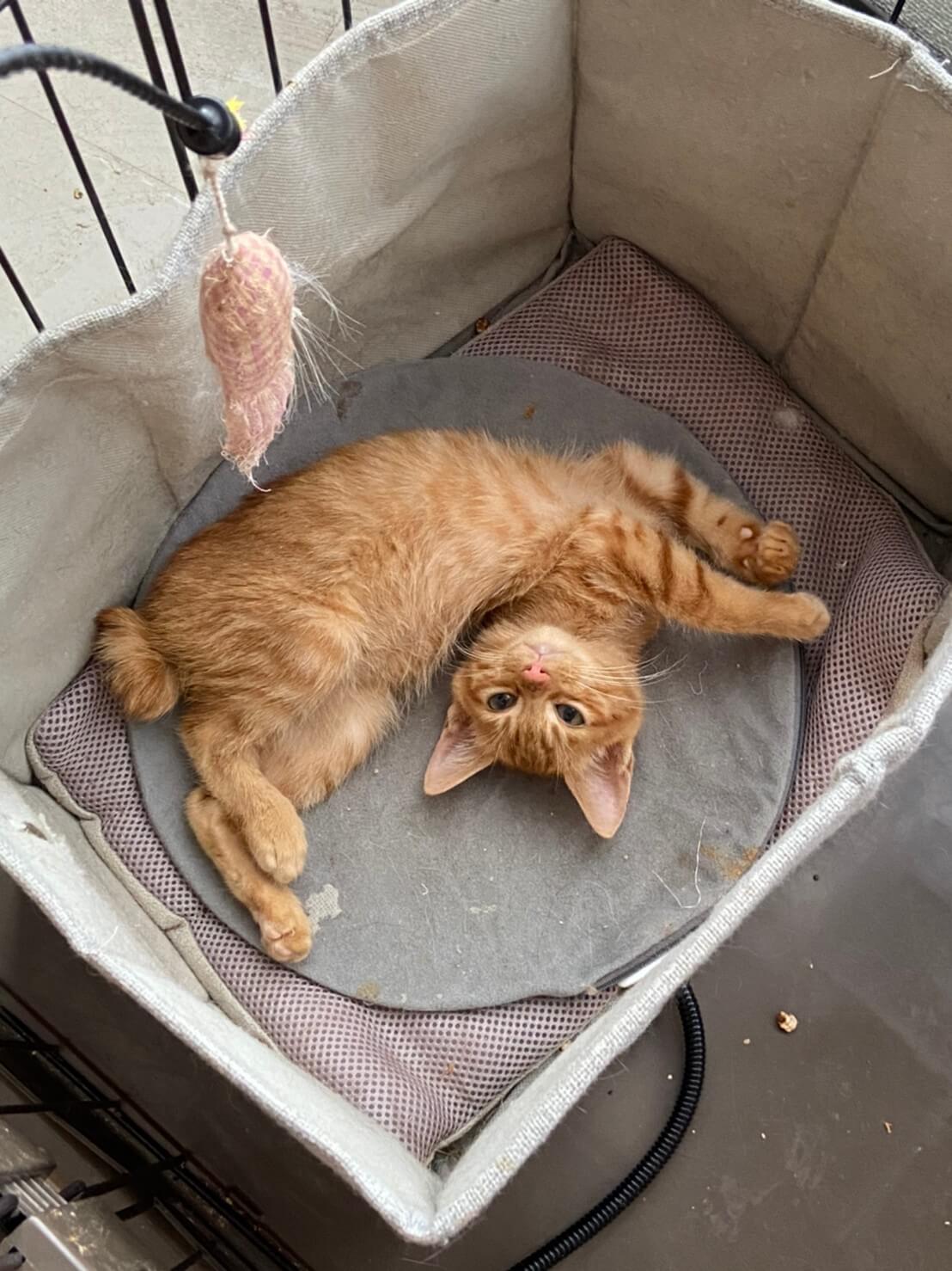 【保護猫】なずな推定8ヶ月♂茶トラ