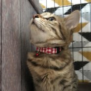 甘えん坊の３ヶ月 きーちゃん