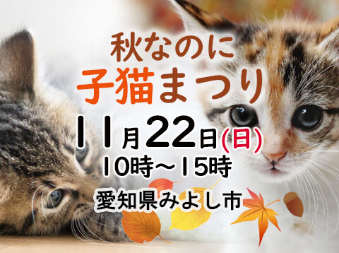 秋なのに子猫まつり－愛知県みよし市