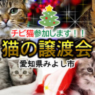 チビ猫参加します！！-愛知県みよし市