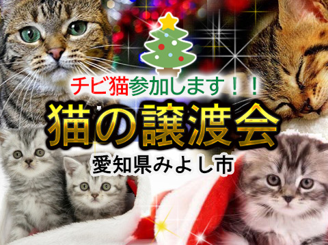 チビ猫参加します！！-愛知県みよし市