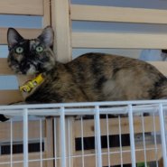 キャスパー推定2歳♀サビ猫