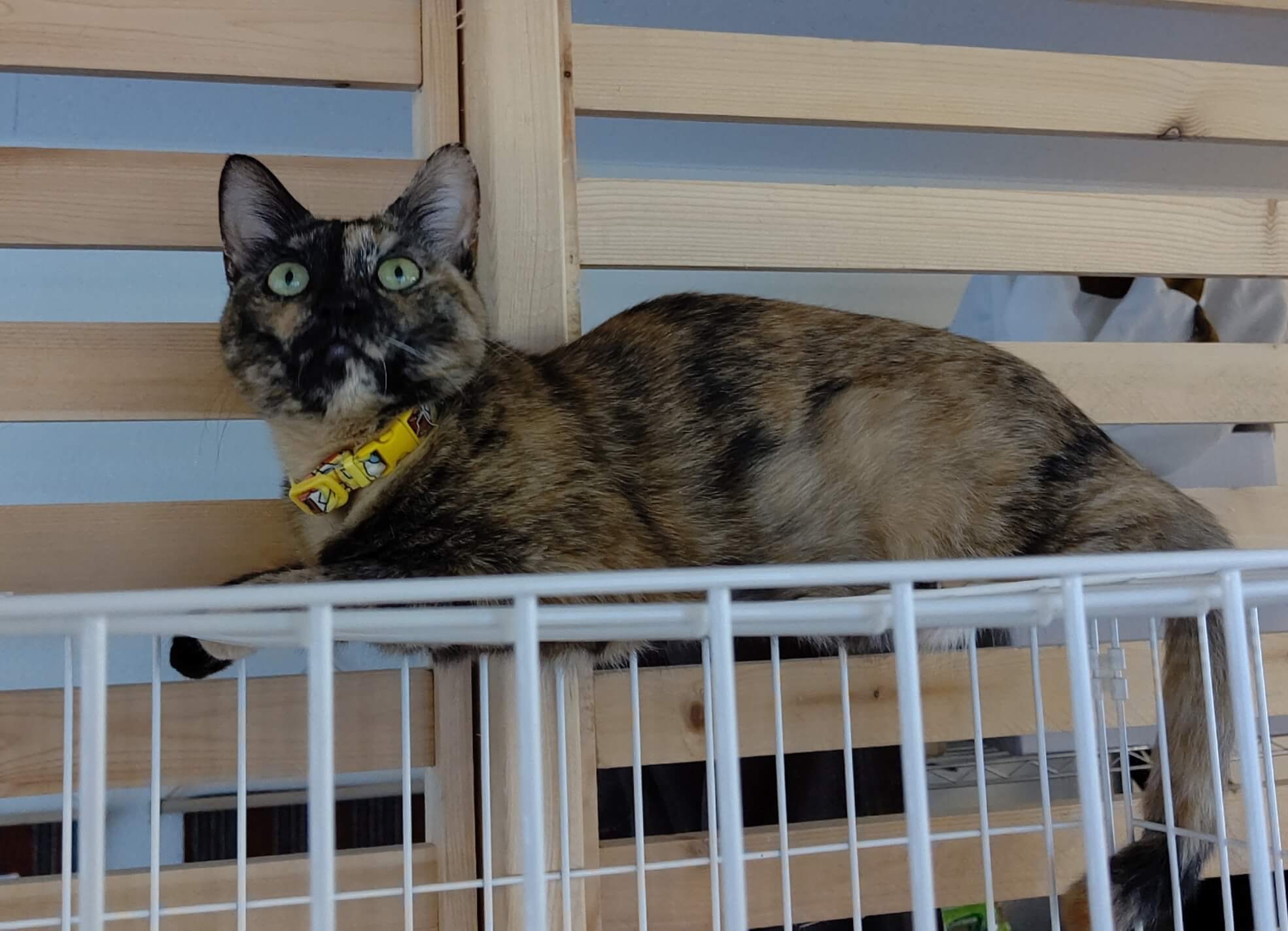 キャスパー推定2歳♀サビ猫