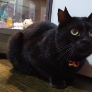 【保護猫】くう推定２歳♂黒猫