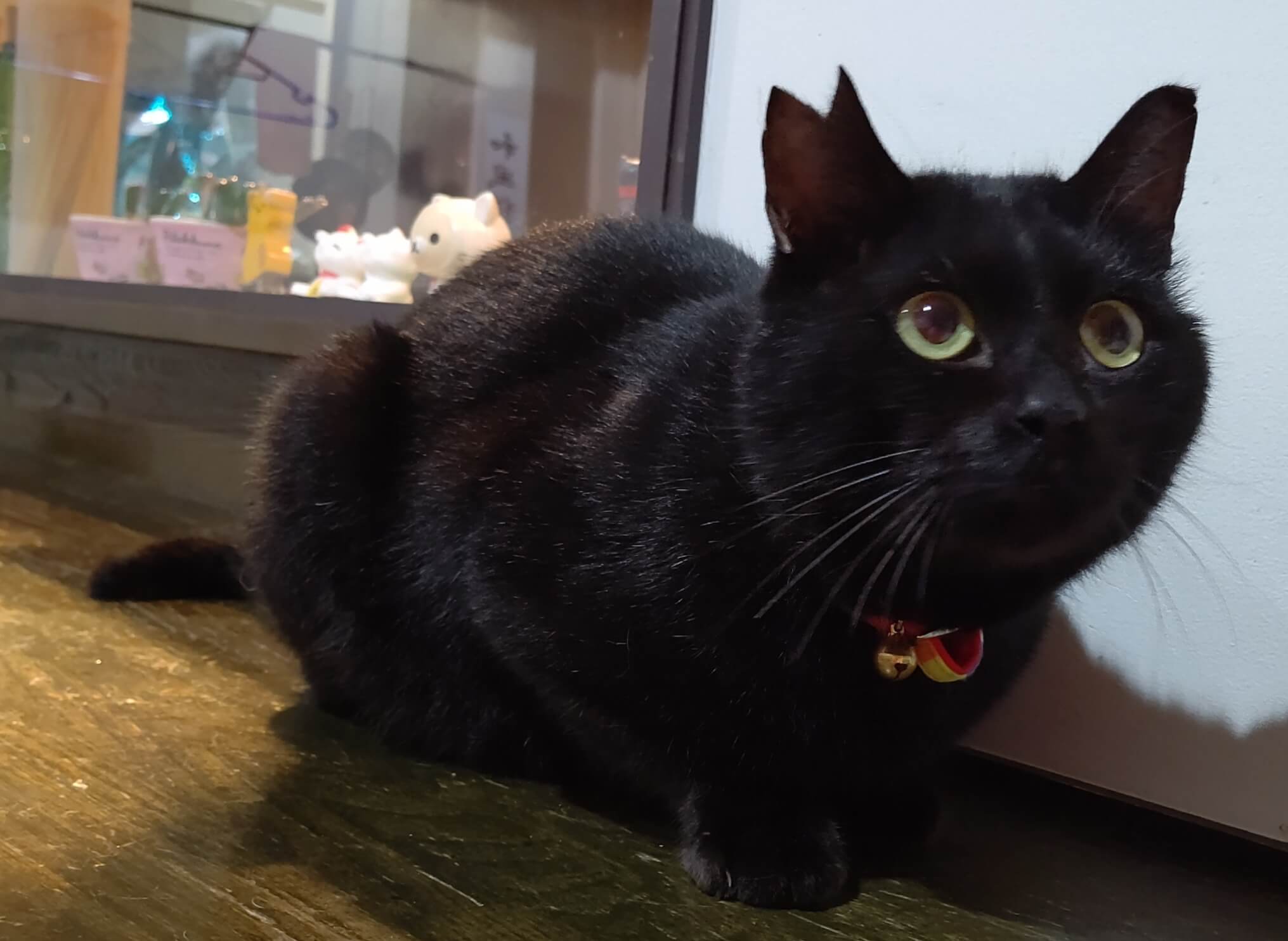 【保護猫】くう推定２歳♂黒猫