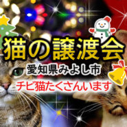 まだまだチビ猫います！！-愛知県みよし市