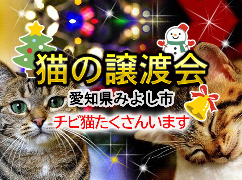 まだまだチビ猫います！！-愛知県みよし市