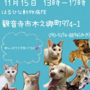 可愛い犬猫の譲渡会！