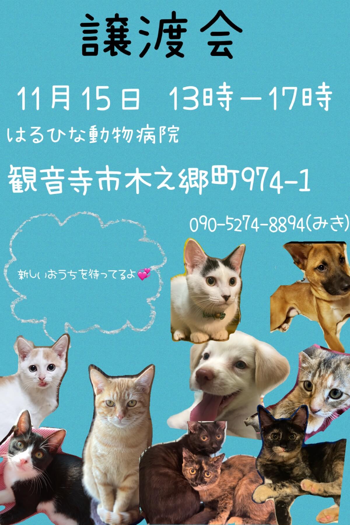 可愛い犬猫の譲渡会！