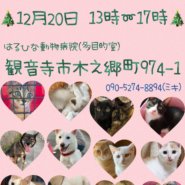 犬猫の譲渡会開催！