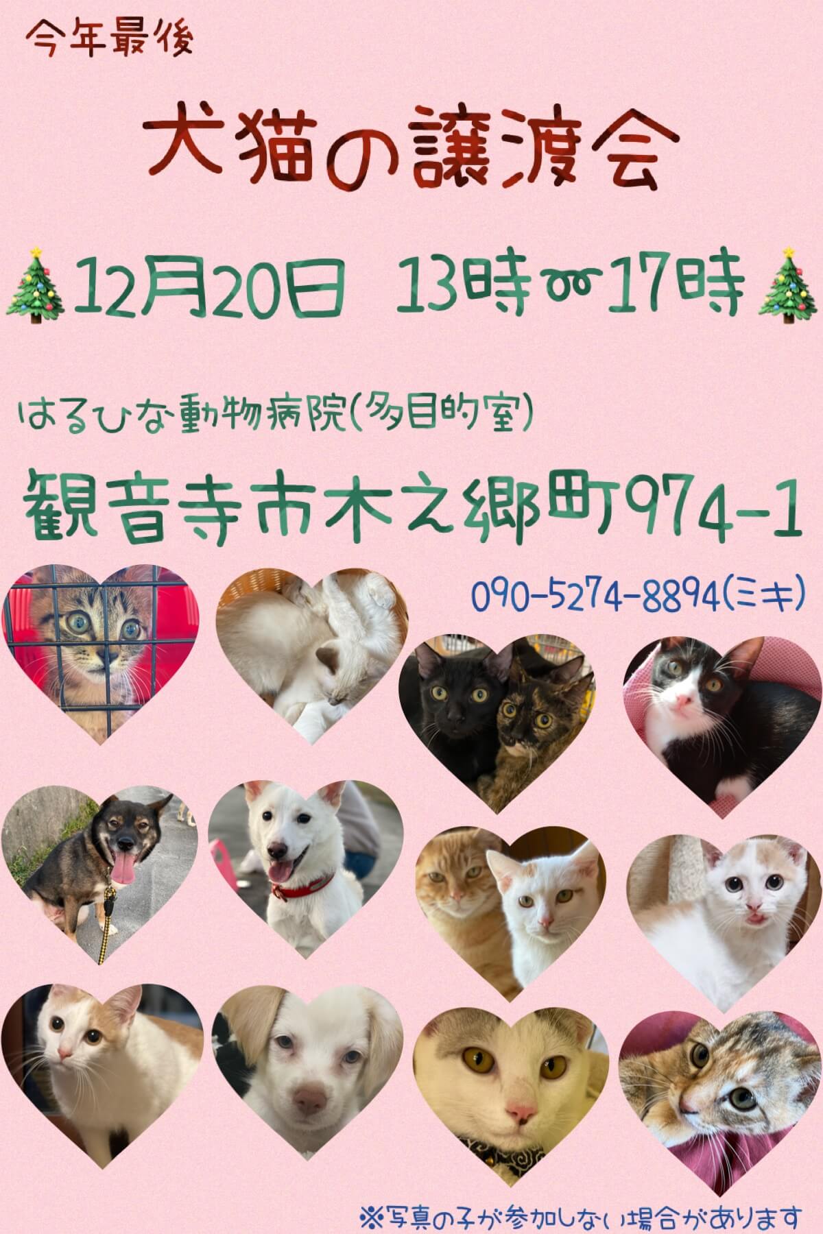 犬猫の譲渡会開催！