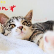 猫の譲渡会 IN 瀬戸 ～ ちーむにゃいんず ２０２０年１２月５日＆１９日開催