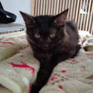 【保護猫】なな推定７ヶ月♀黒猫
