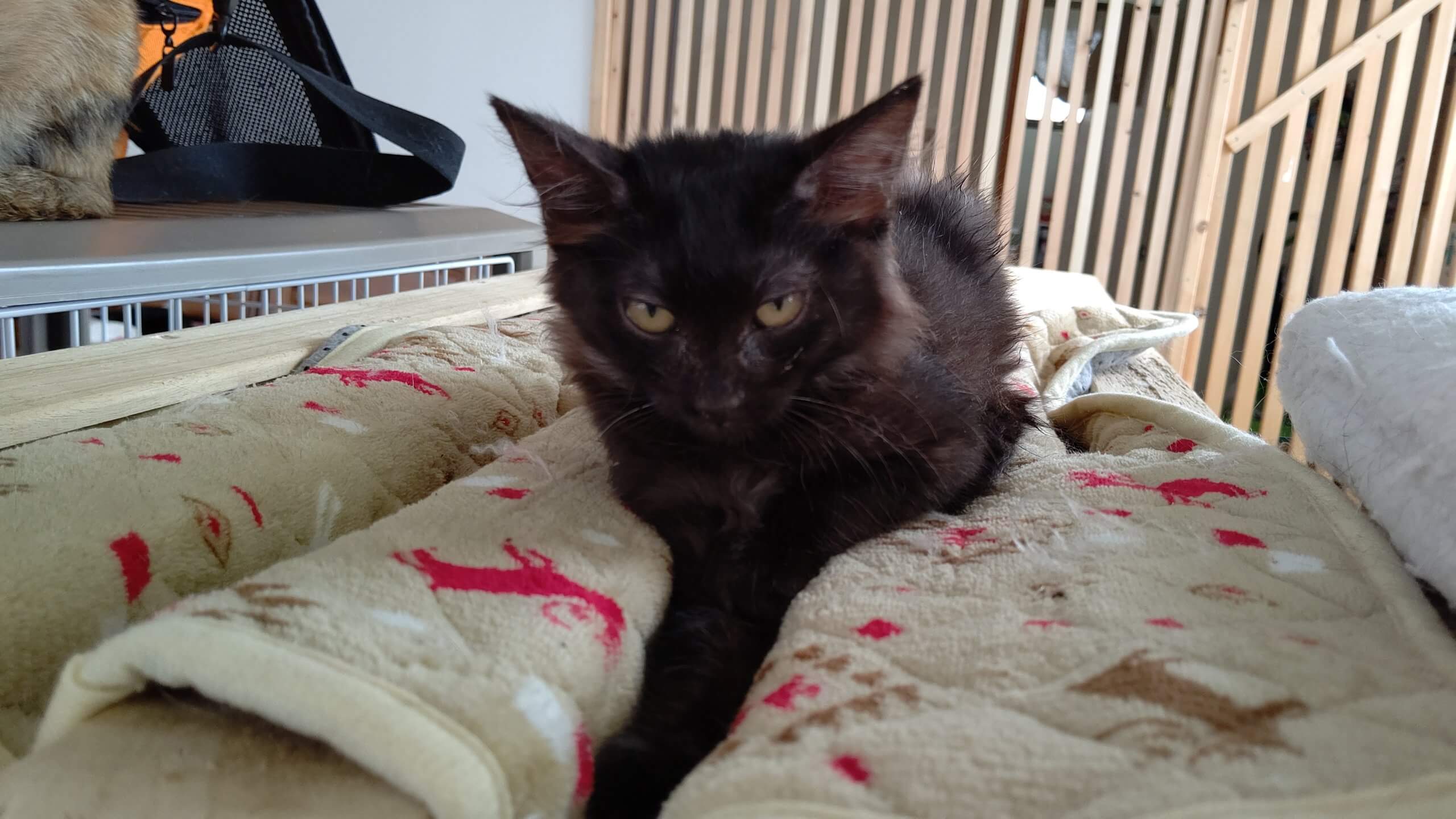 【保護猫】なな推定７ヶ月♀黒猫