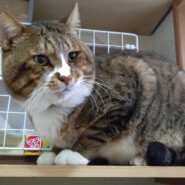 【保護猫】つしま推定10歳♂キジ白