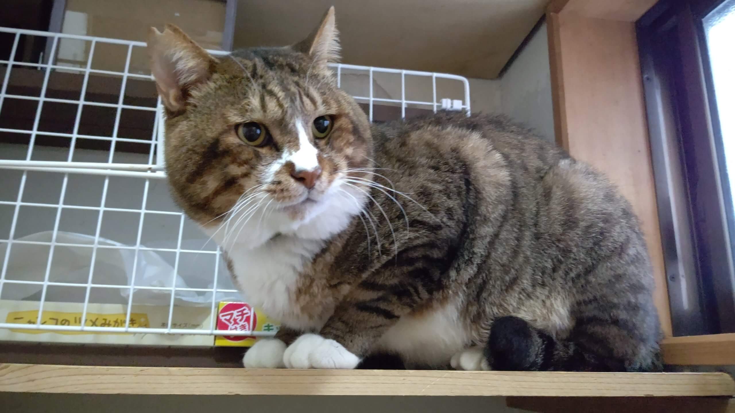 【保護猫】つしま推定10歳♂キジ白