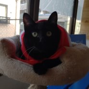 【保護猫】もすけ推定９ヶ月♂黒猫