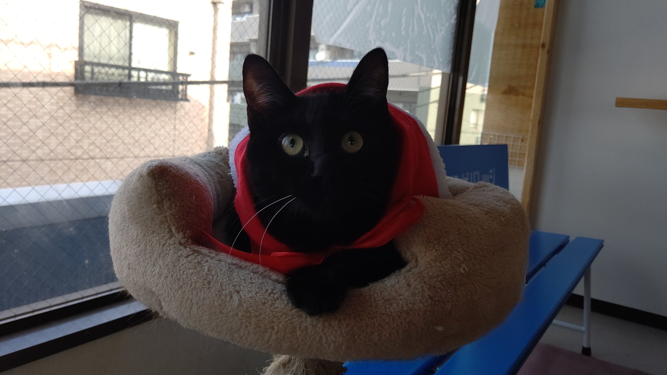 【保護猫】もすけ推定９ヶ月♂黒猫