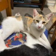 パステルミケ♀生後7ヶ月ほど せいこ