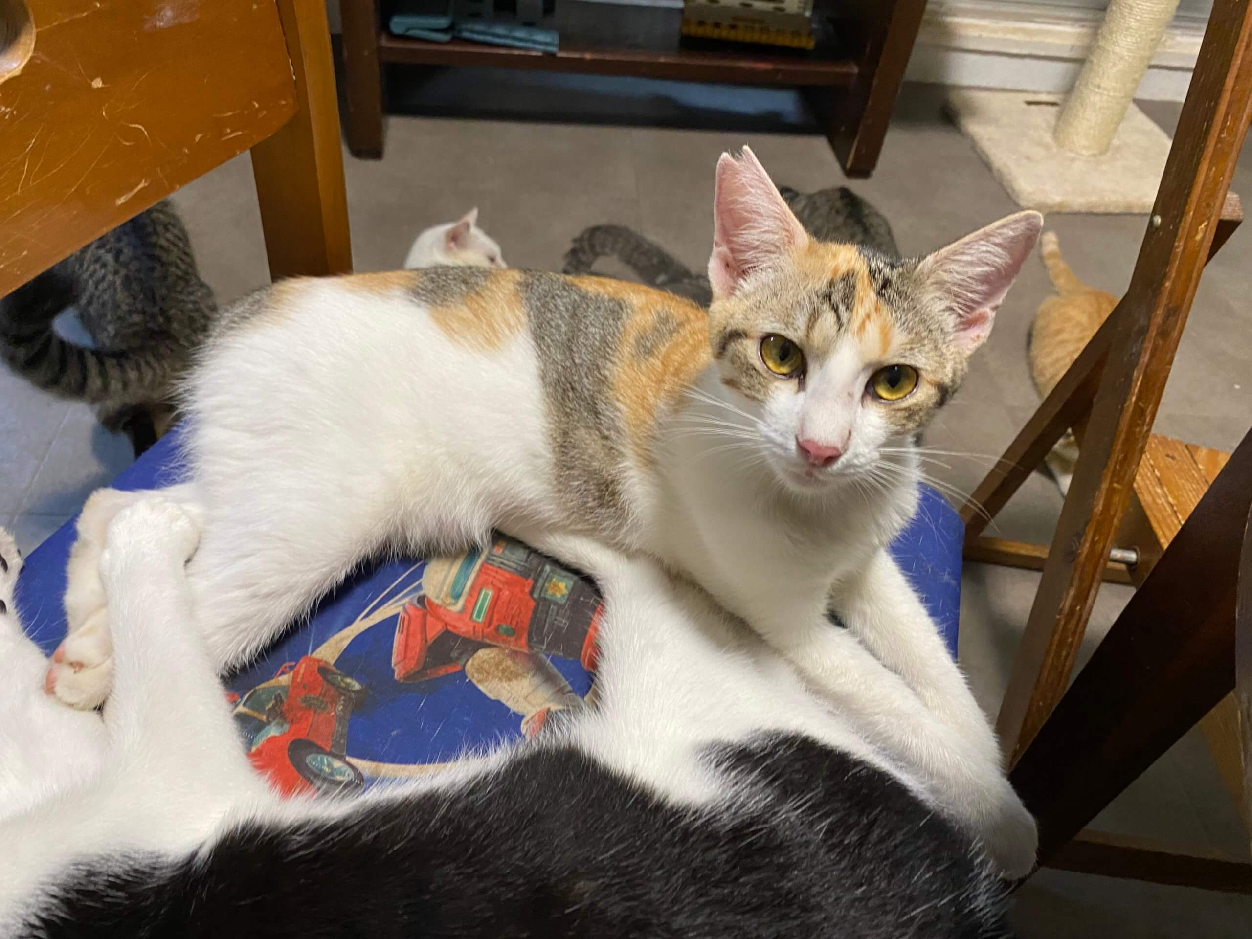 パステルミケ♀生後7ヶ月ほど せいこ