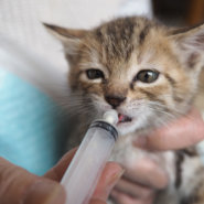 預かり、ミルクボランティア募集