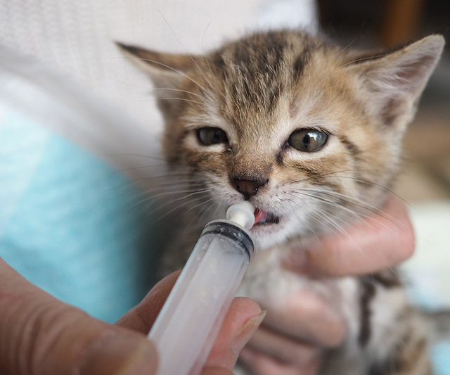 預かり、ミルクボランティア募集