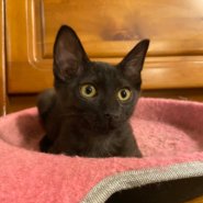 【保護猫】くま推定７ヶ月♀黒猫