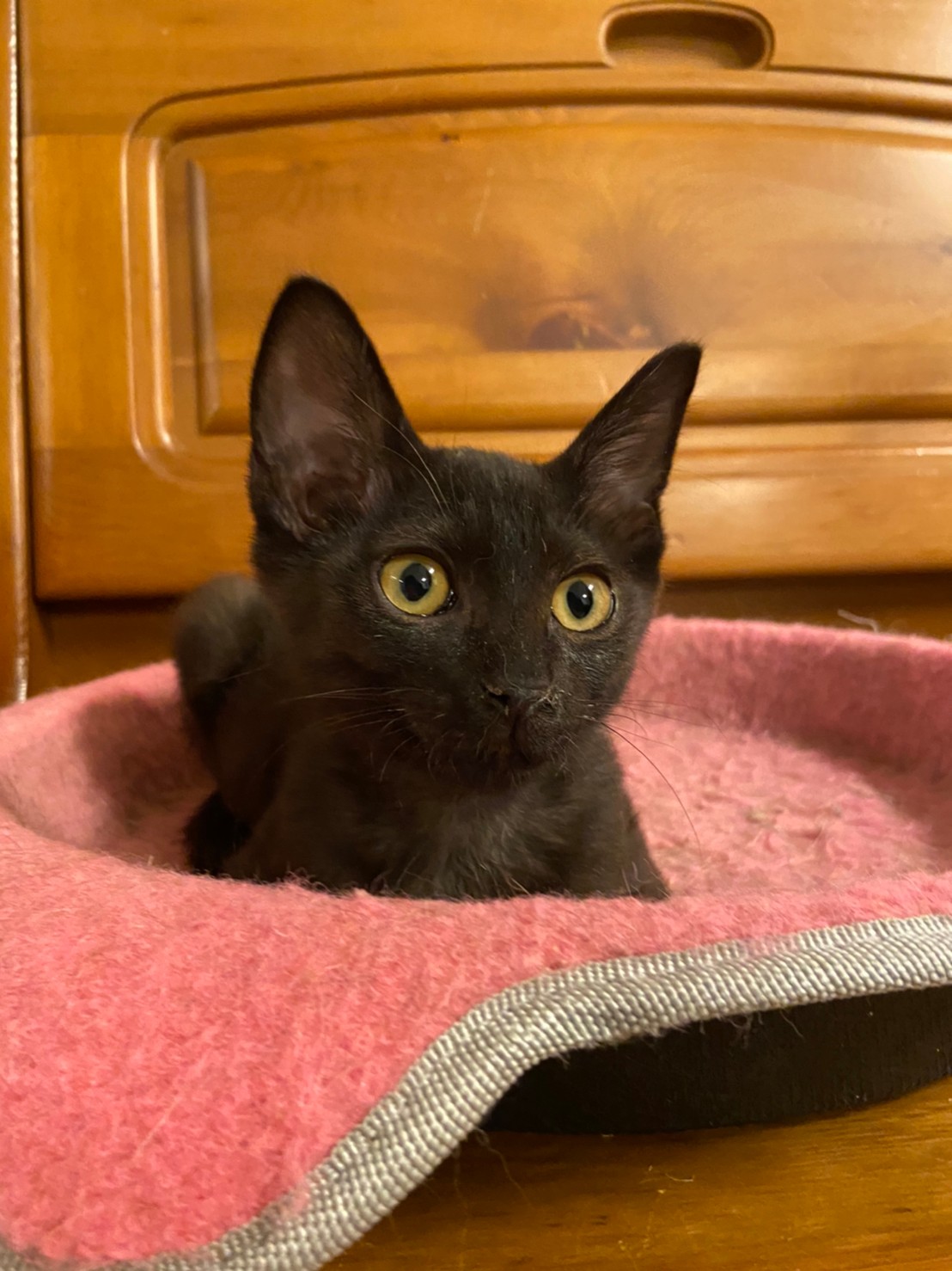 【保護猫】くま推定７ヶ月♀黒猫