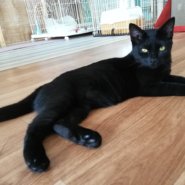 【保護猫】黒猫ピッピ♀６ヶ月