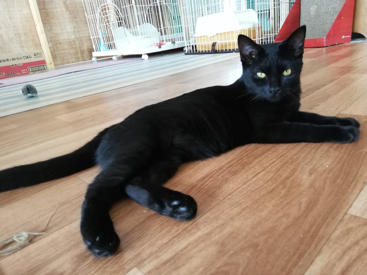 【保護猫】黒猫ピッピ♀６ヶ月