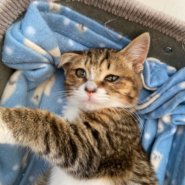 【保護猫】よつば推定６ヶ月♀キジトラ白