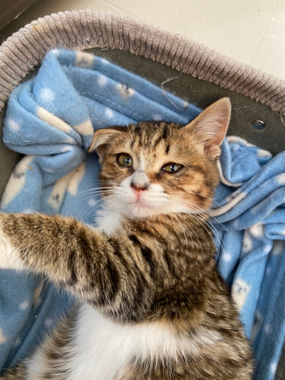 【保護猫】よつば推定６ヶ月♀キジトラ白