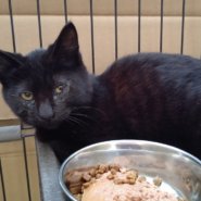 【保護猫】かいと推定6ヶ月♂黒猫