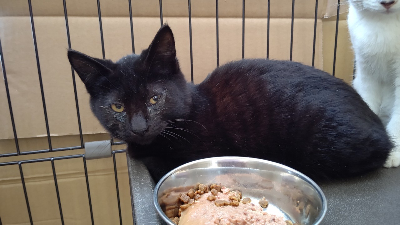 【保護猫】かいと推定6ヶ月♂黒猫