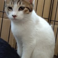 【保護猫】みち推定６ヶ月♀キジトラ白