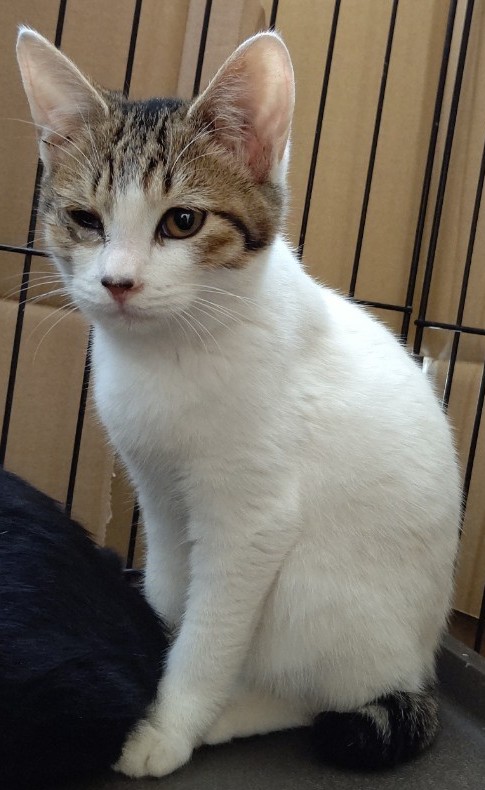 【保護猫】みち推定６ヶ月♀キジトラ白