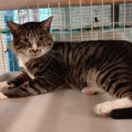 【保護猫】でかごん推定３歳♂キジ白