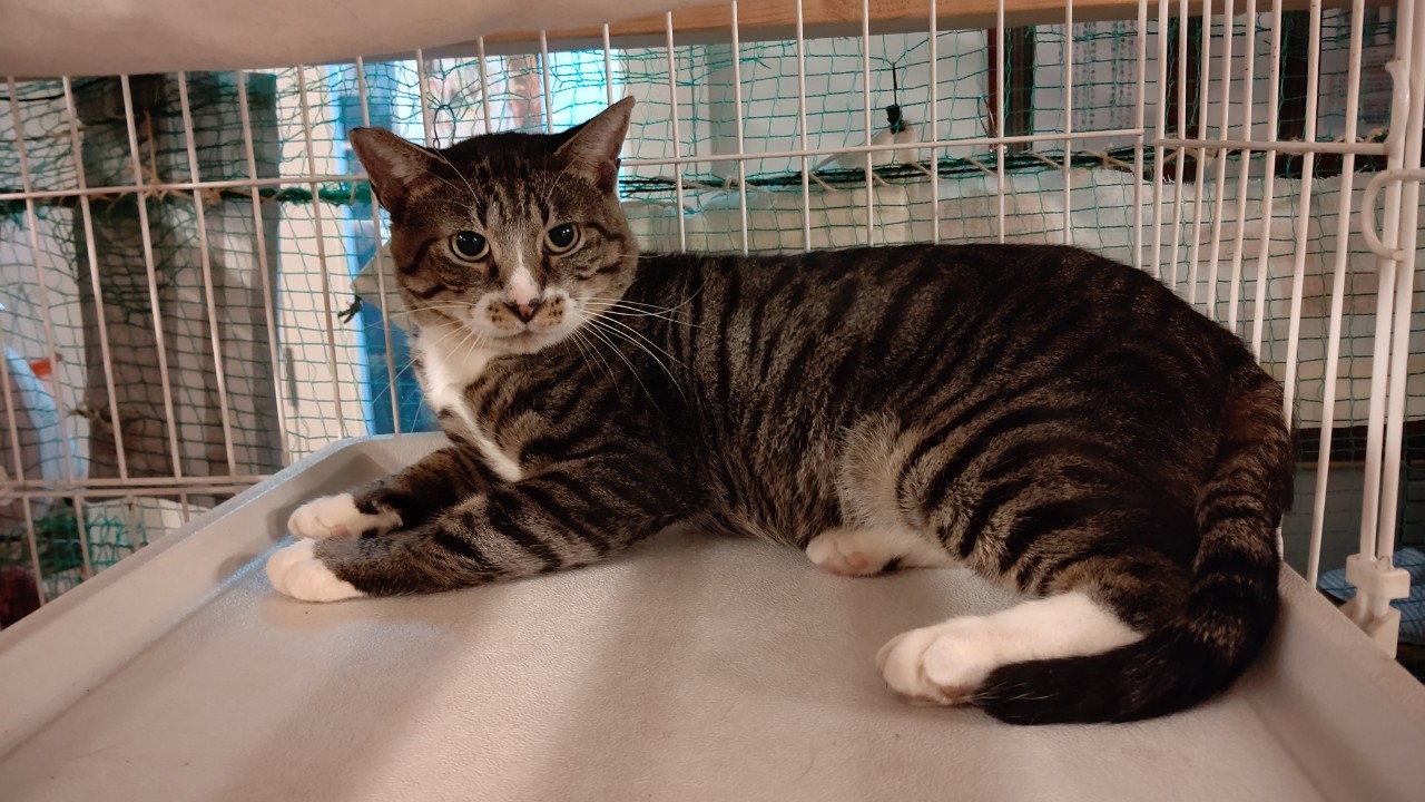 【保護猫】でかごん推定３歳♂キジ白