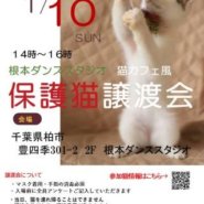１/１０（日）根本ダンススタジオ猫カフェ風保護猫譲渡会