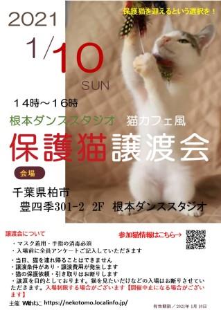 １/１０（日）根本ダンススタジオ猫カフェ風保護猫譲渡会