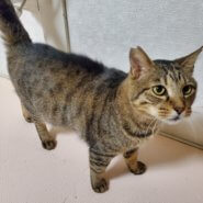 エイズキャリア、撫でられるの大好き甘えた「きじる君」