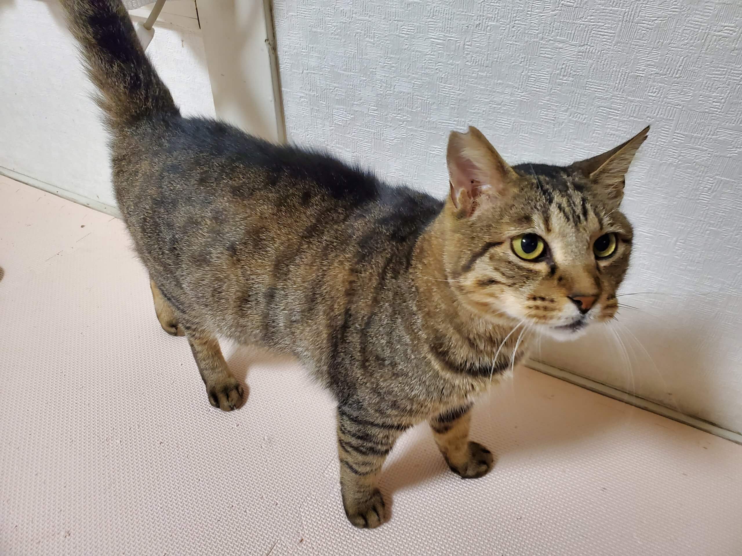 エイズキャリア、撫でられるの大好き甘えた「きじる君」